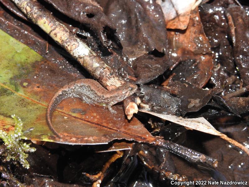 Apalachicola Dusky Salamander (Desmognathus apalachicolae)