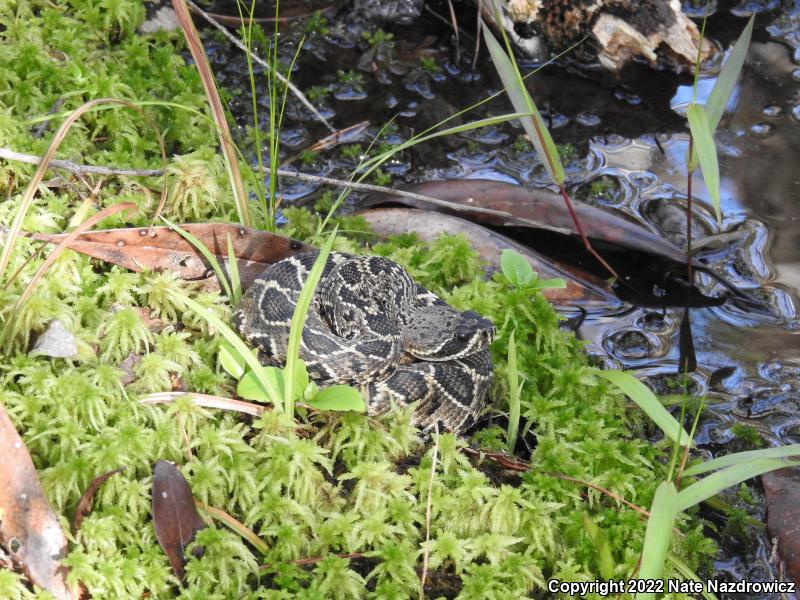 Eastern Diamond-backed Rattlesnake (Crotalus adamanteus)