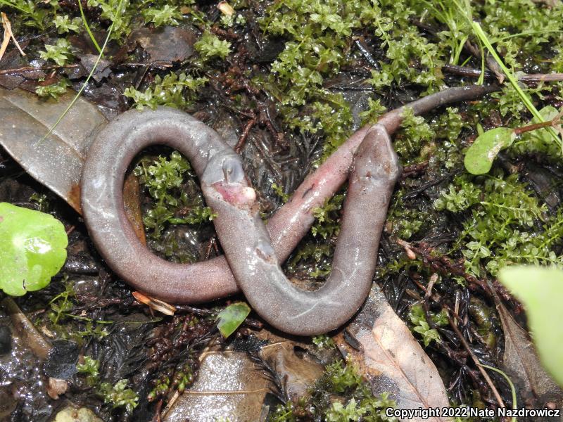 One-toed Amphiuma (Amphiuma pholeter)