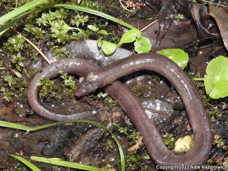 One-toed Amphiuma (Amphiuma pholeter)