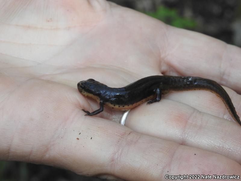 Central Newt (Notophthalmus viridescens louisianensis)