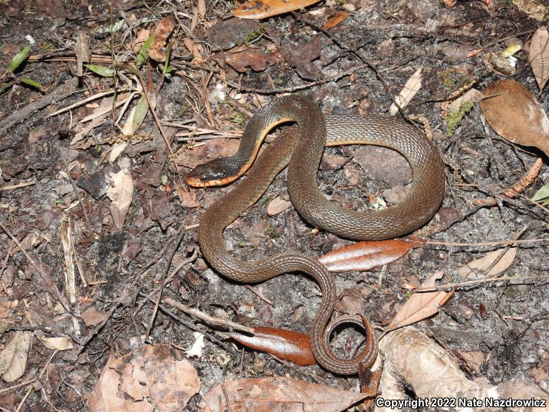 Plain-bellied Watersnake (Nerodia erythrogaster)