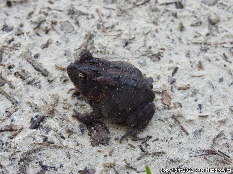 Southern Toad (Anaxyrus terrestris)