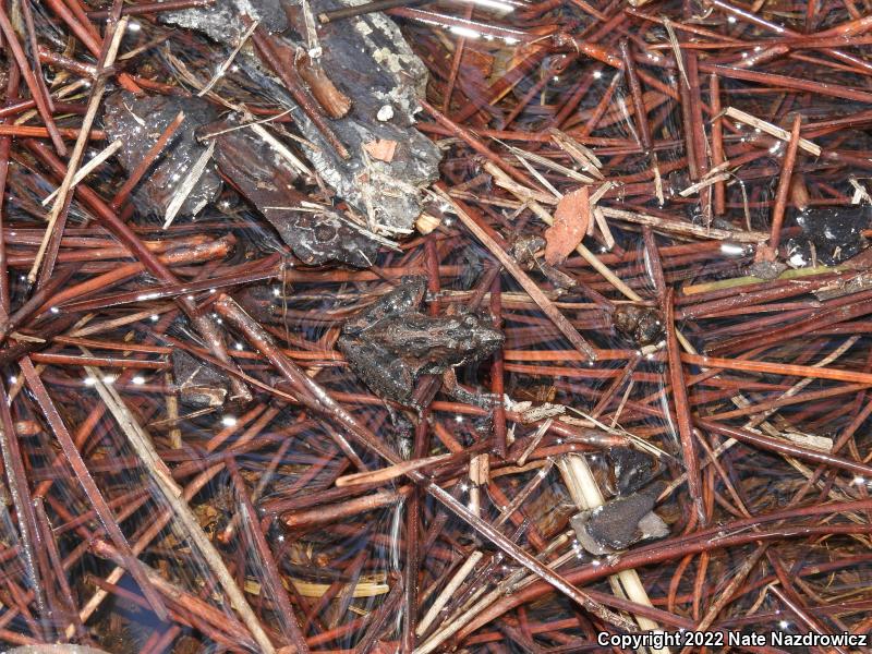 Southern Cricket Frog (Acris gryllus)