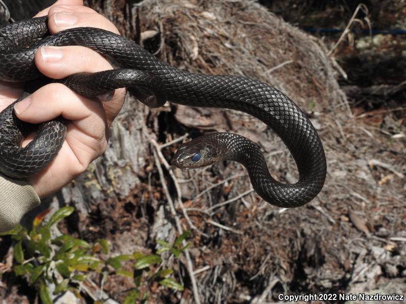 Brown-chinned Racer (Coluber constrictor helvigularis)