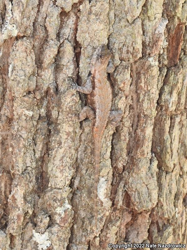 Eastern Fence Lizard (Sceloporus undulatus)