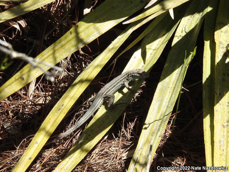 Six-lined Racerunner (Aspidoscelis sexlineata sexlineata)