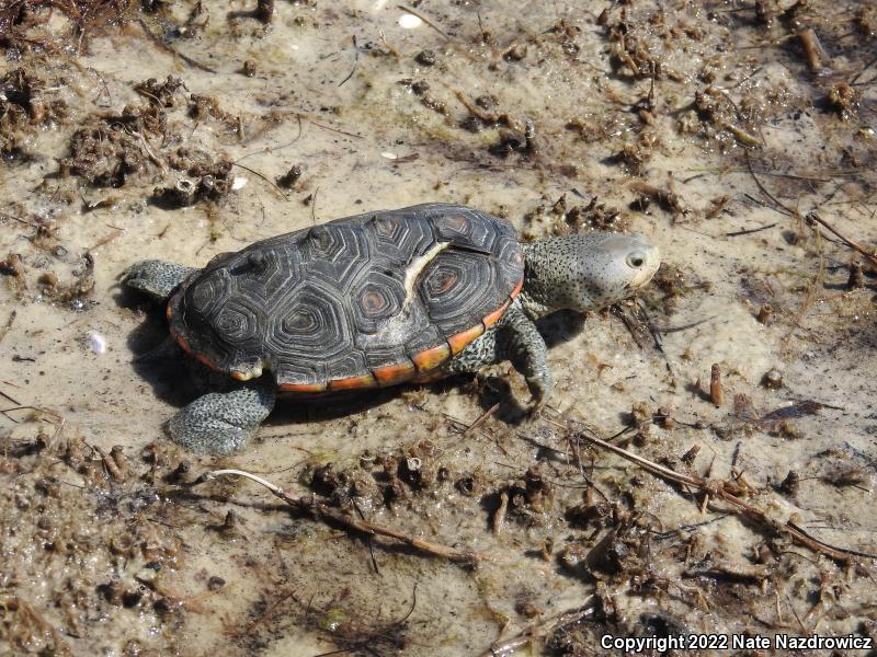 Ornate Diamond-backed Terrapin (Malaclemys terrapin macrospilota)