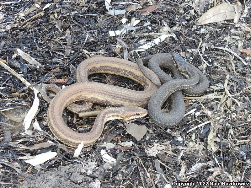 Gulf Saltmarsh Snake (Nerodia clarkii clarkii)