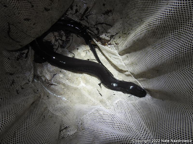 Two-toed Amphiuma (Amphiuma means)