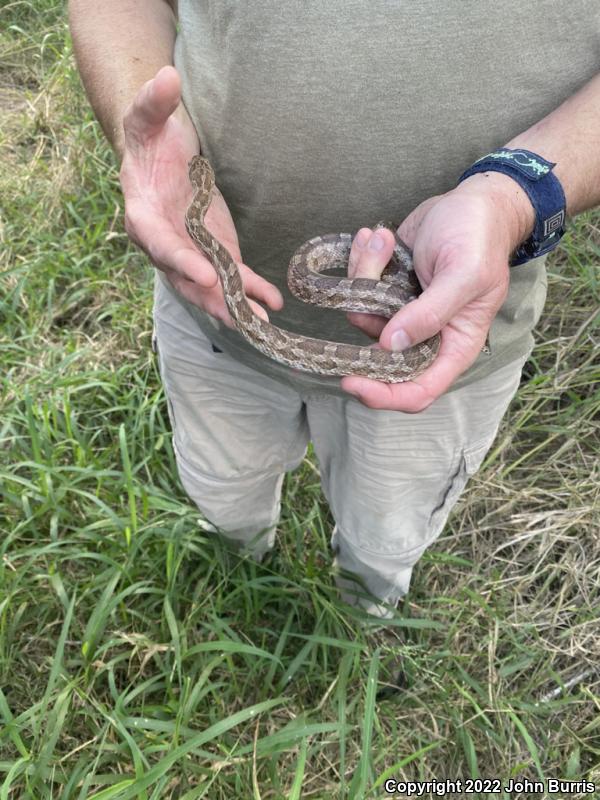 Great Plains Ratsnake (Pantherophis emoryi)