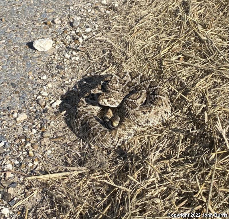 Western Diamond-backed Rattlesnake (Crotalus atrox)