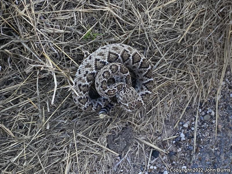 Western Diamond-backed Rattlesnake (Crotalus atrox)