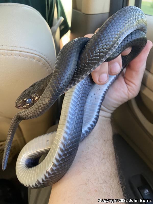 Texas Indigo Snake (Drymarchon melanurus erebennus)