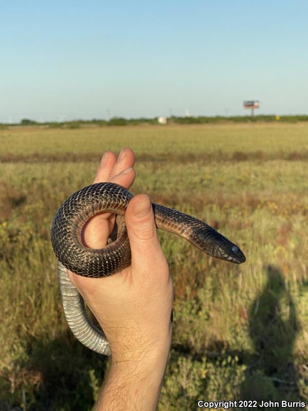 Texas Indigo Snake (Drymarchon melanurus erebennus)