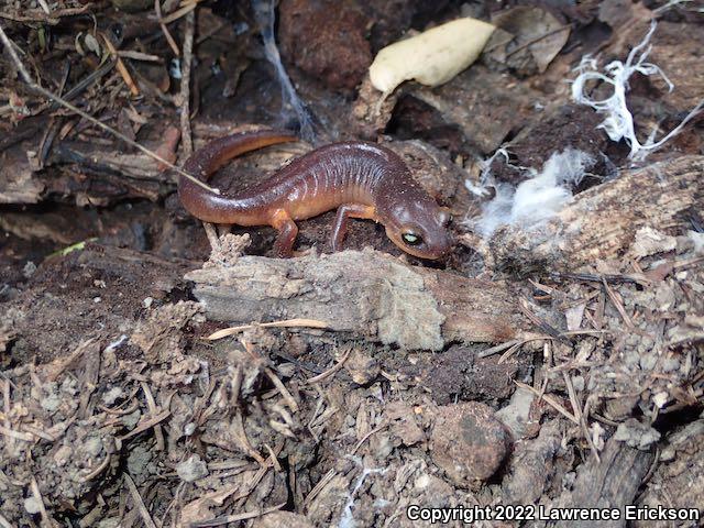 Yellow-eyed Ensatina (Ensatina eschscholtzii xanthoptica)