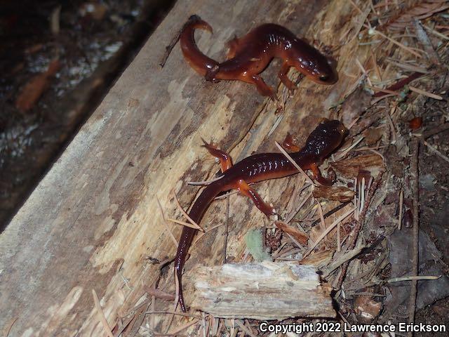 Yellow-eyed Ensatina (Ensatina eschscholtzii xanthoptica)