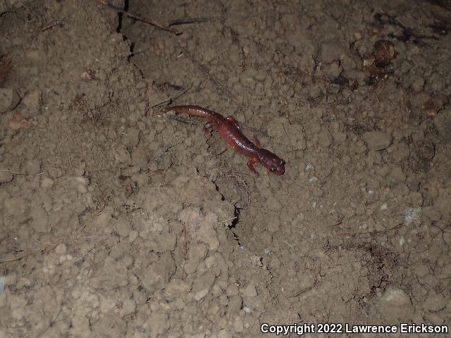 Yellow-eyed Ensatina (Ensatina eschscholtzii xanthoptica)