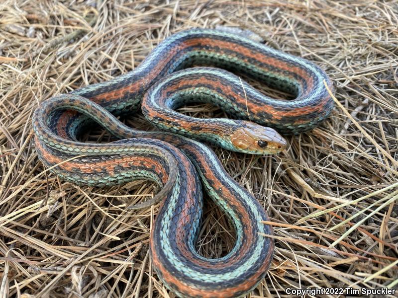 San Francisco Gartersnake (Thamnophis sirtalis tetrataenia)