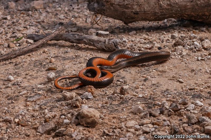 Tamaulipan Black-striped Snake (Coniophanes imperialis imperialis)