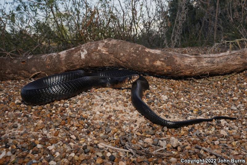 Texas Indigo Snake (Drymarchon melanurus erebennus)