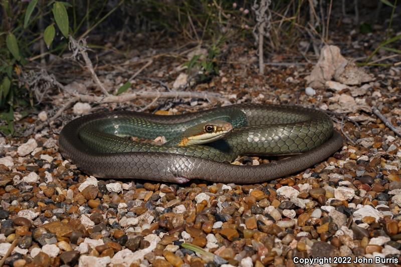 Ruthven's Whipsnake (Coluber schotti ruthveni)