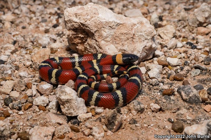 Mexican Milksnake (Lampropeltis triangulum annulata)