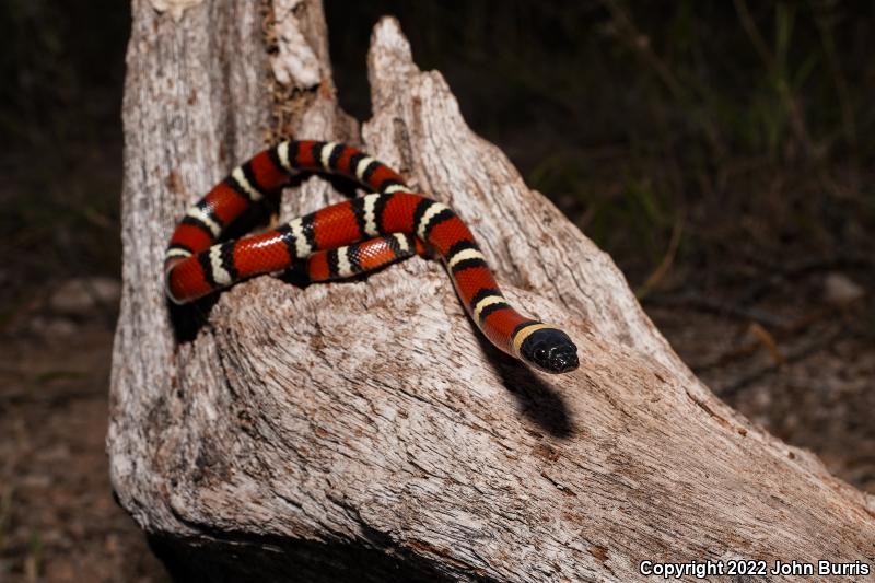 Mexican Milksnake (Lampropeltis triangulum annulata)