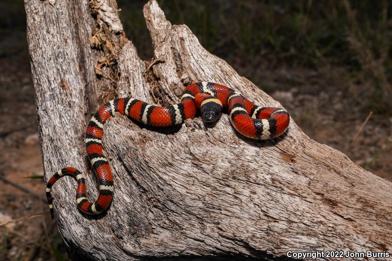 Mexican Milksnake (Lampropeltis triangulum annulata)