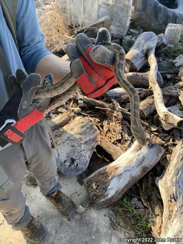 Great Plains Ratsnake (Pantherophis emoryi)