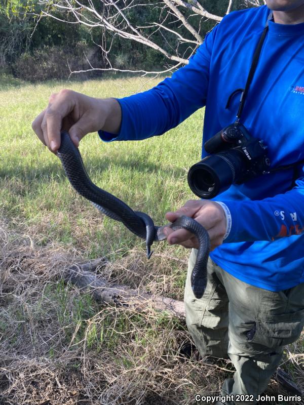 Texas Indigo Snake (Drymarchon melanurus erebennus)