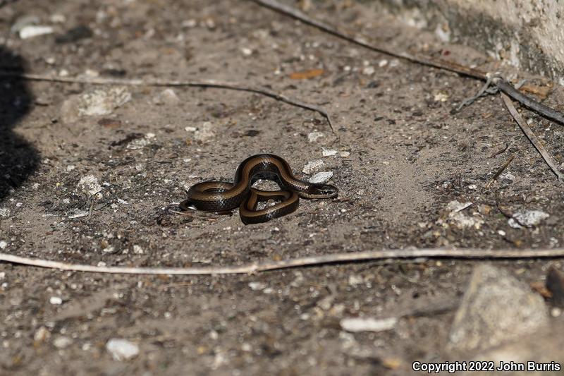 Tamaulipan Black-striped Snake (Coniophanes imperialis imperialis)