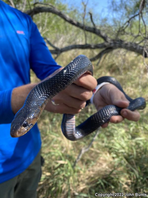 Texas Indigo Snake (Drymarchon melanurus erebennus)