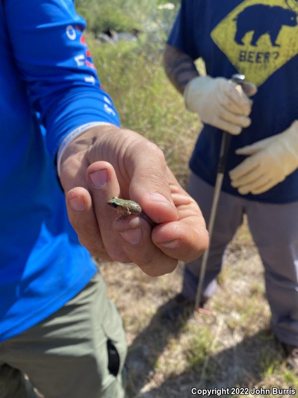 Rio Grande Chirping Frog (Eleutherodactylus cystignathoides campi)