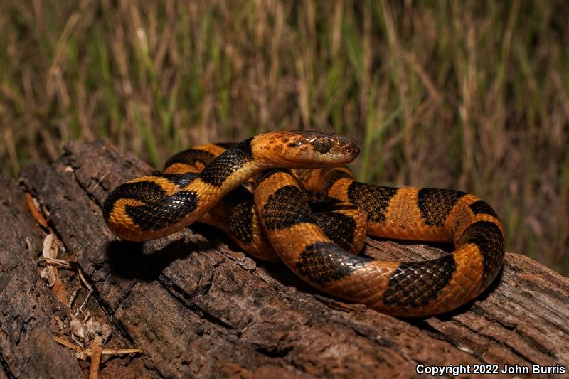 Northern Cat-eyed Snake (Leptodeira septentrionalis)