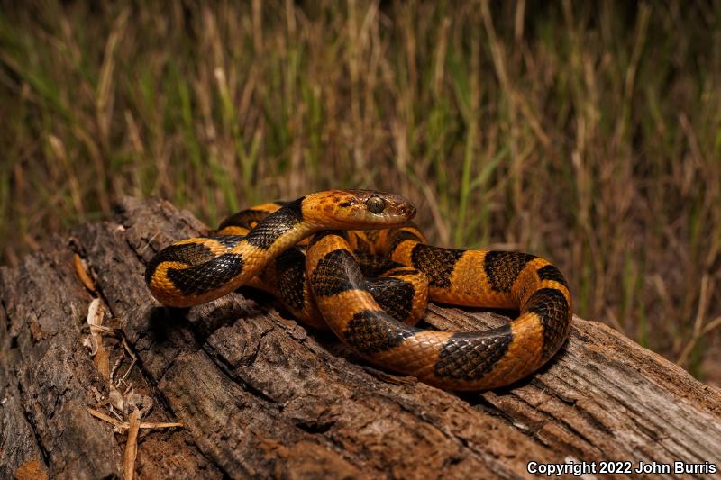 Northern Cat-eyed Snake (Leptodeira septentrionalis)