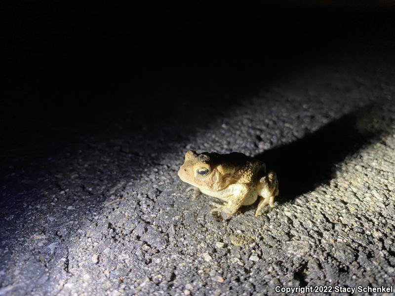 Fowler's Toad (Anaxyrus fowleri)