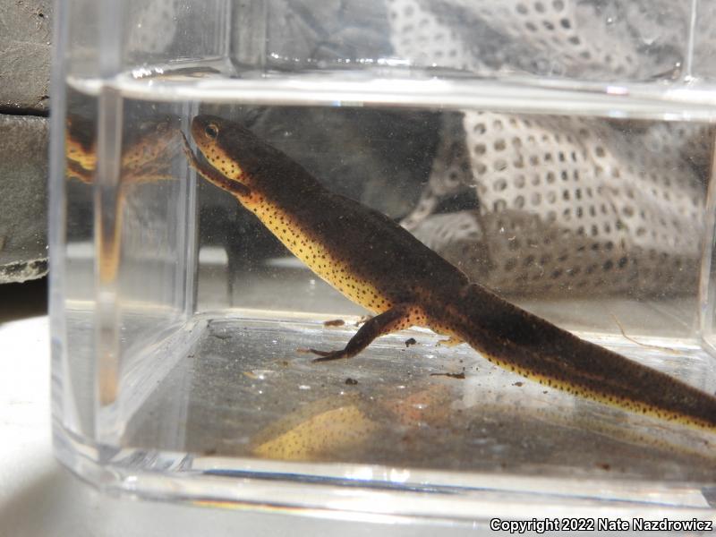 Peninsula Newt (Notophthalmus viridescens piaropicola)