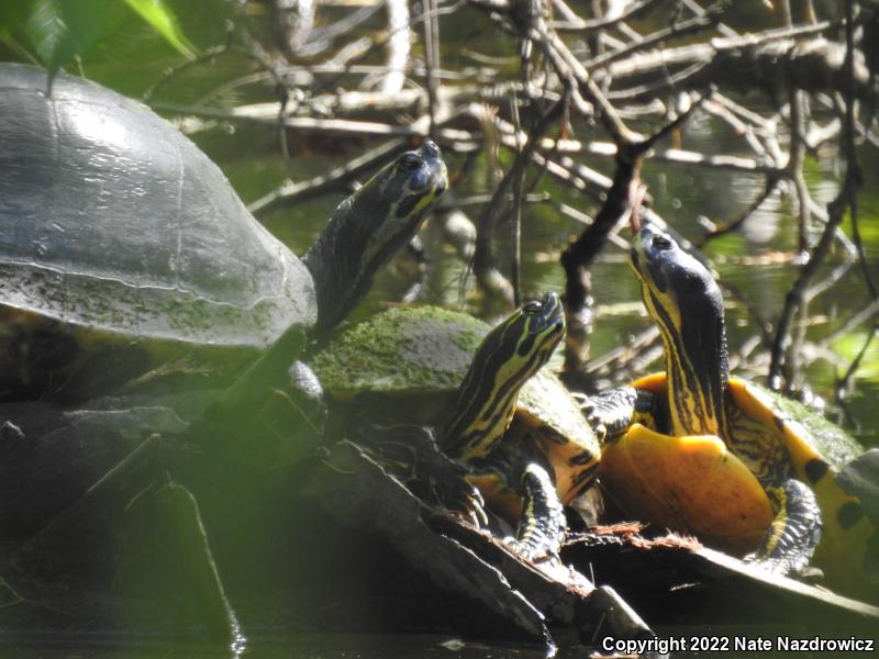 Peninsula Cooter (Pseudemys peninsularis)