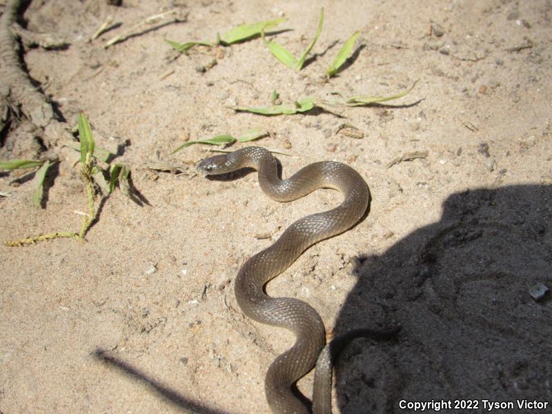 Rough Earthsnake (Virginia striatula)