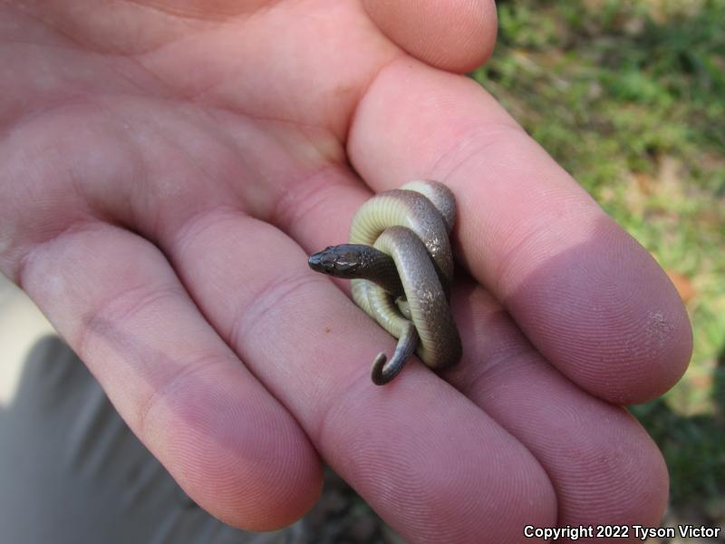 Rough Earthsnake (Virginia striatula)