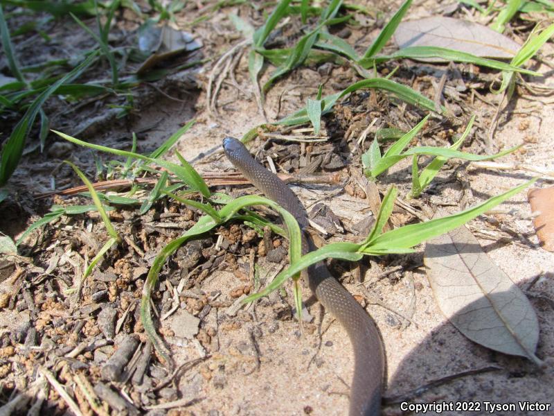 Rough Earthsnake (Virginia striatula)