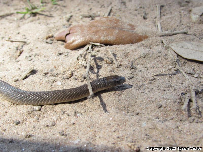 Rough Earthsnake (Virginia striatula)