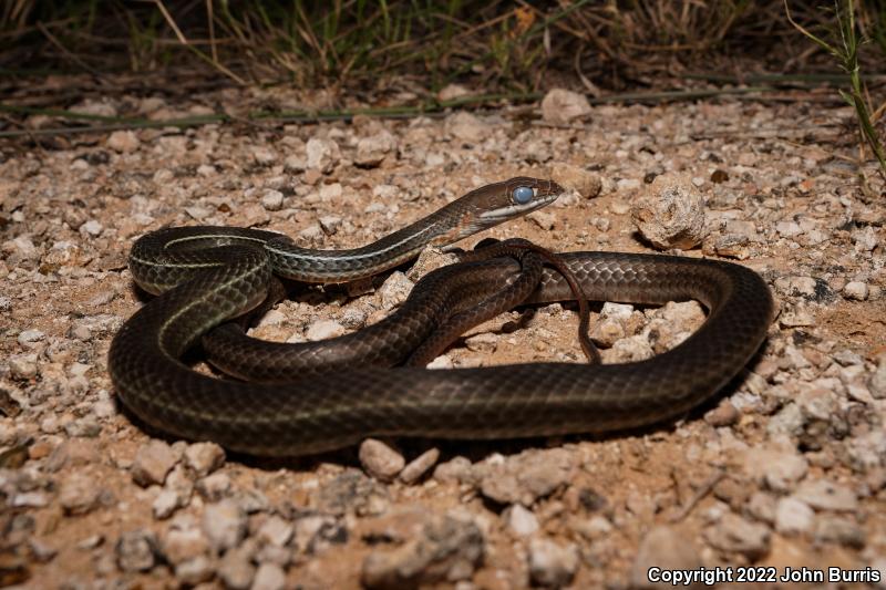 Ruthven's Whipsnake (Coluber schotti ruthveni)