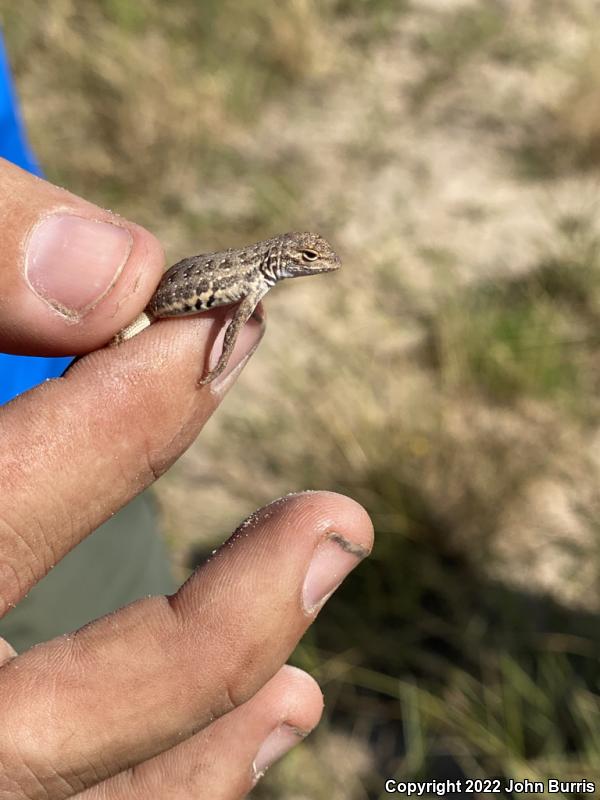 Northern Keeled Earless Lizard (Holbrookia propinqua propinqua)