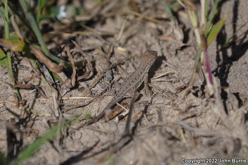 Northern Keeled Earless Lizard (Holbrookia propinqua propinqua)