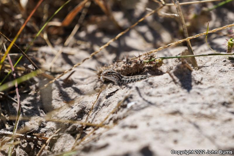 Northern Keeled Earless Lizard (Holbrookia propinqua propinqua)