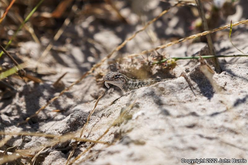 Northern Keeled Earless Lizard (Holbrookia propinqua propinqua)