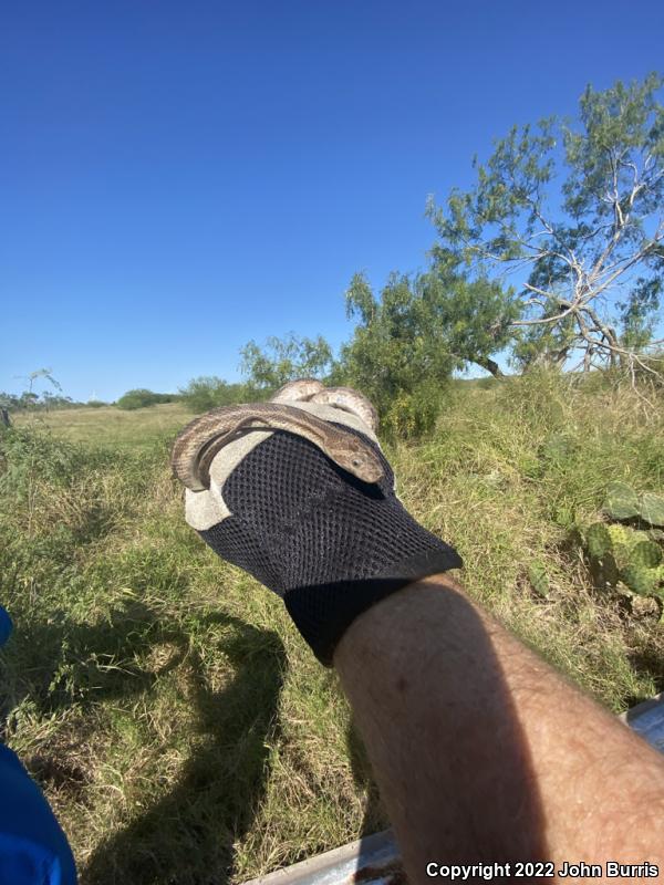 Great Plains Ratsnake (Pantherophis emoryi)