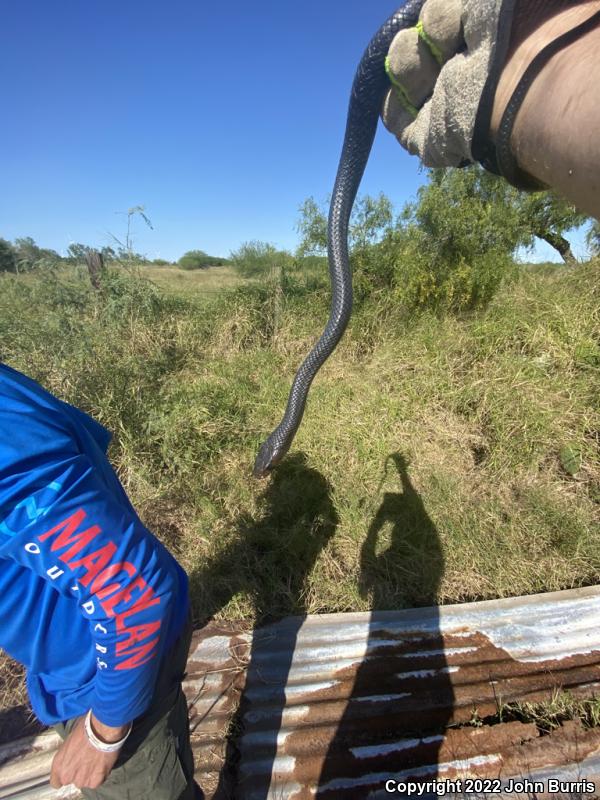 Texas Indigo Snake (Drymarchon melanurus erebennus)